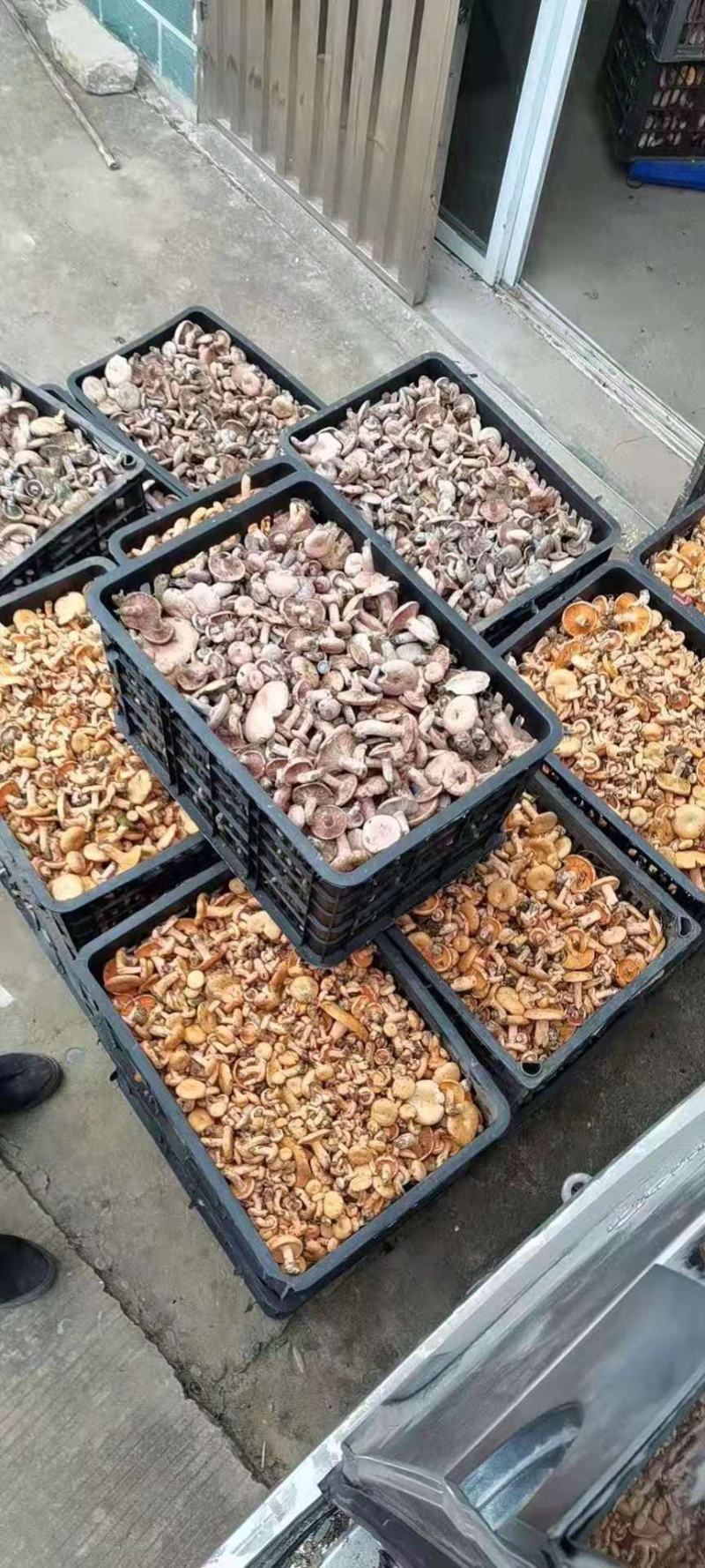 广西松树菌枞树菌深山老林里的好菌，保质保量