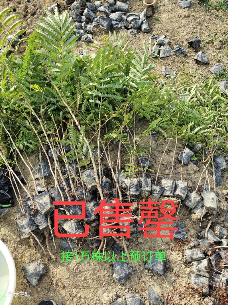 广苏木原生苗，有杯苗20万株和地苗大苗10万株