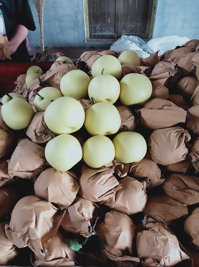 精品💛皇冠梨口感好质量优【赵县专业合作社】甜蜜上市中