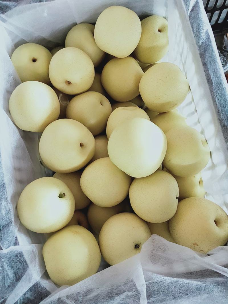 精品💛皇冠梨口感好质量优【赵县专业合作社】甜蜜上市中