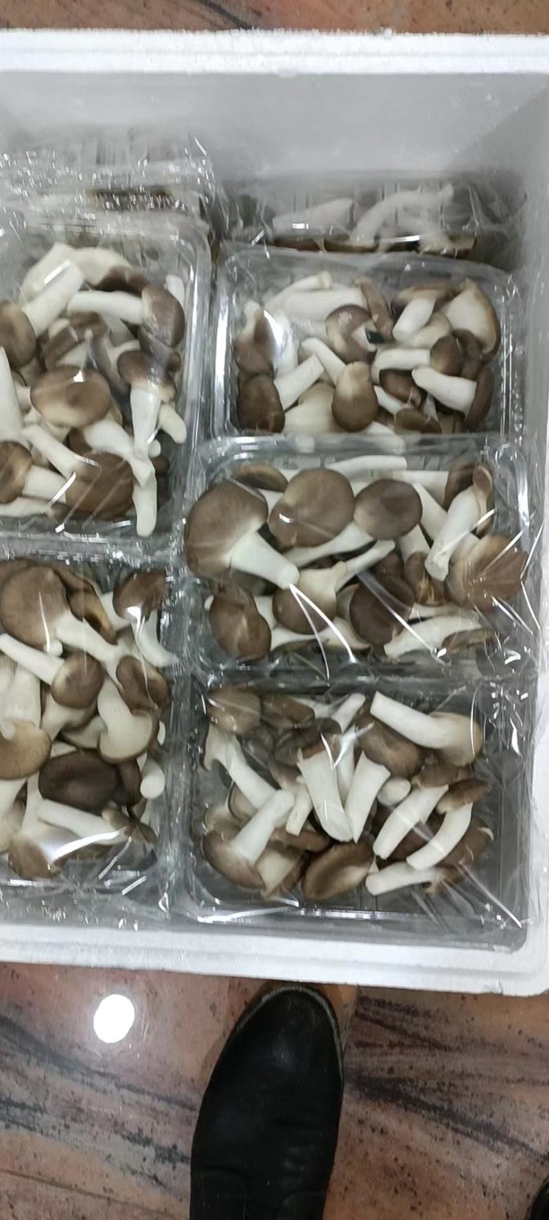 秀珍菇