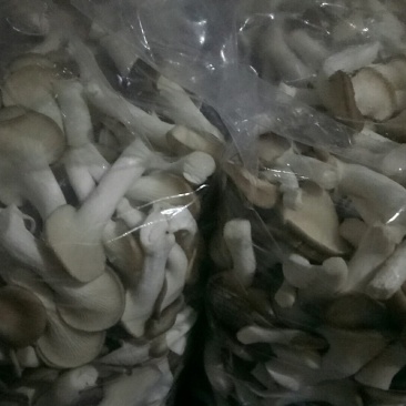 秀珍菇