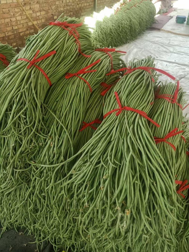 精品长豆角大量上市中有实力的加工厂联系吧