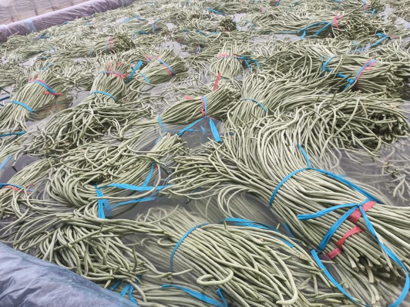 精品长豆角大量上市中有实力的加工厂联系吧