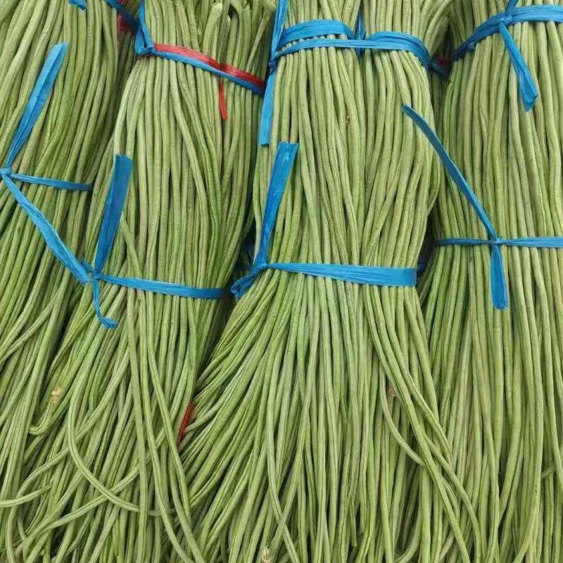 精品长豆角大量上市中有实力的加工厂联系吧