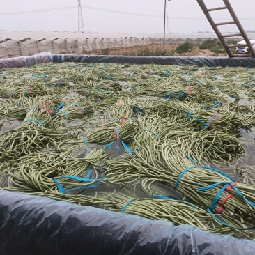 精品长豆角大量上市中有实力的加工厂联系吧