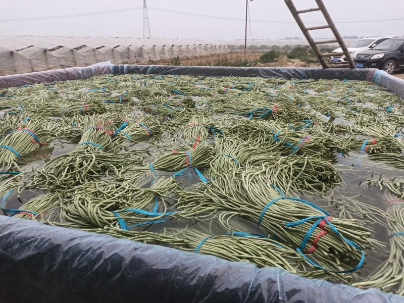 精品长豆角大量上市中有实力的加工厂联系吧