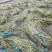 精品长豆角大量上市中有实力的加工厂联系吧