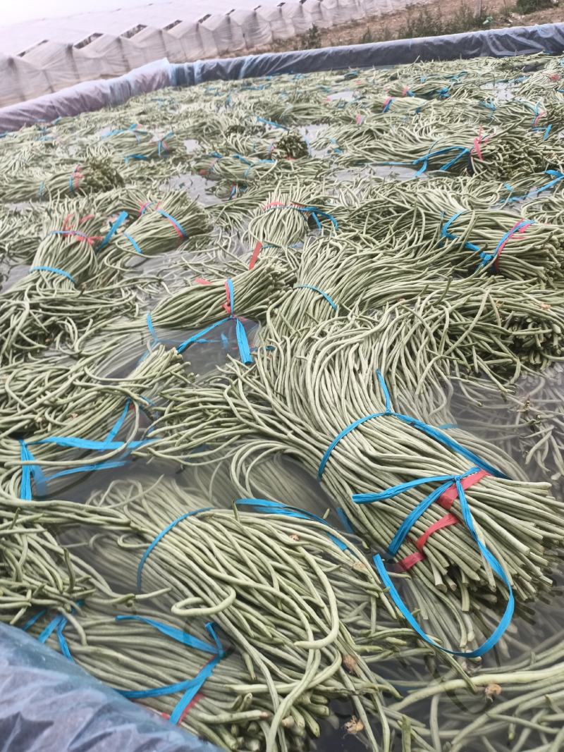 精品长豆角大量上市中有实力的加工厂联系吧