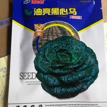油亮黑心乌，外叶墨绿而有光泽，旋心叶面褶皱，质脆味甜。