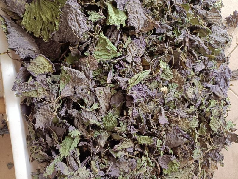 产地大量供应紫苏叶