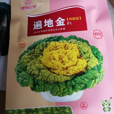 遍地金，特矮型，半包心，包心实，外形美观紧凑。