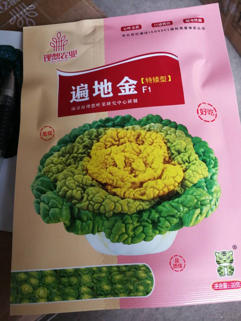 遍地金，特矮型，半包心，包心实，外形美观紧凑。