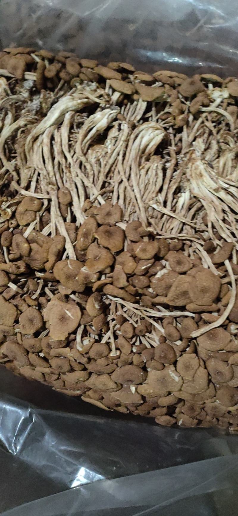福建古田特产新货茶树菇干货煲汤菌包农家特产量大从优