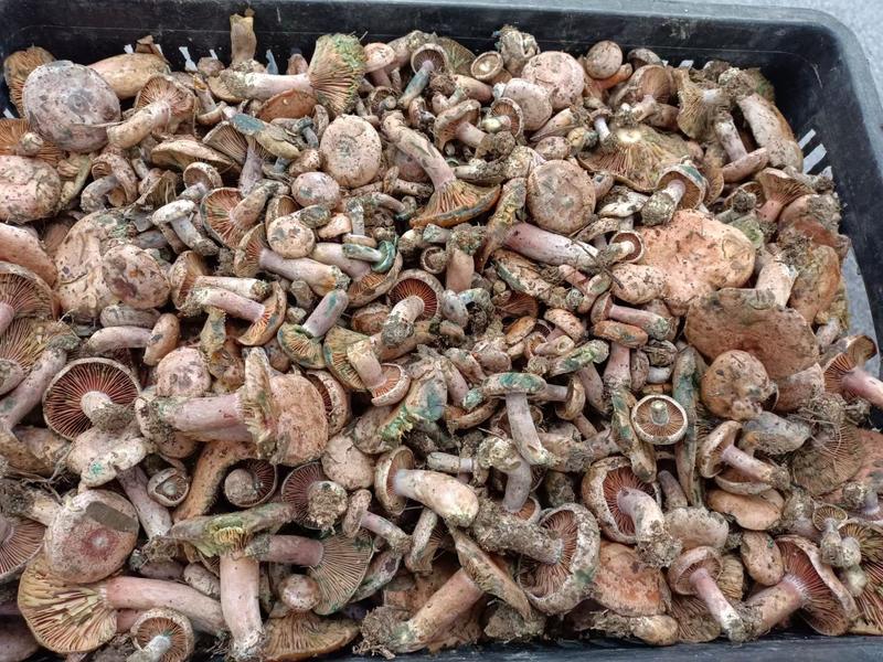 广西松树菌枞树菌深山老林里的好菌，保质保量