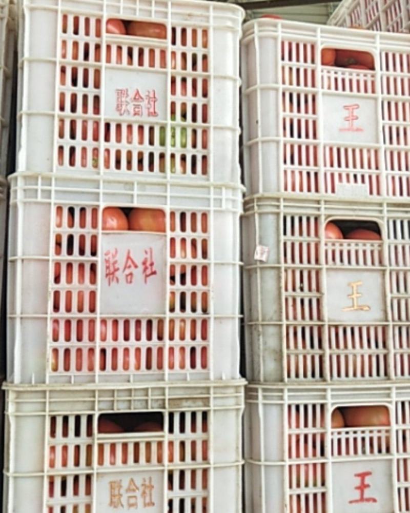 硬粉西红柿量大质优，欢迎新老顾客前来采购