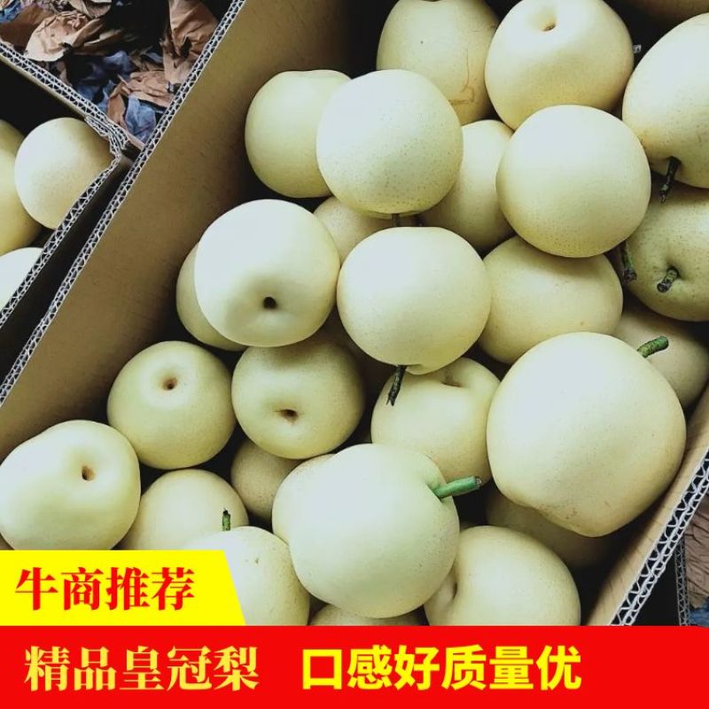 🌟皇冠梨👍代收代存梨果保质保量🔥【赵县专业合作社】