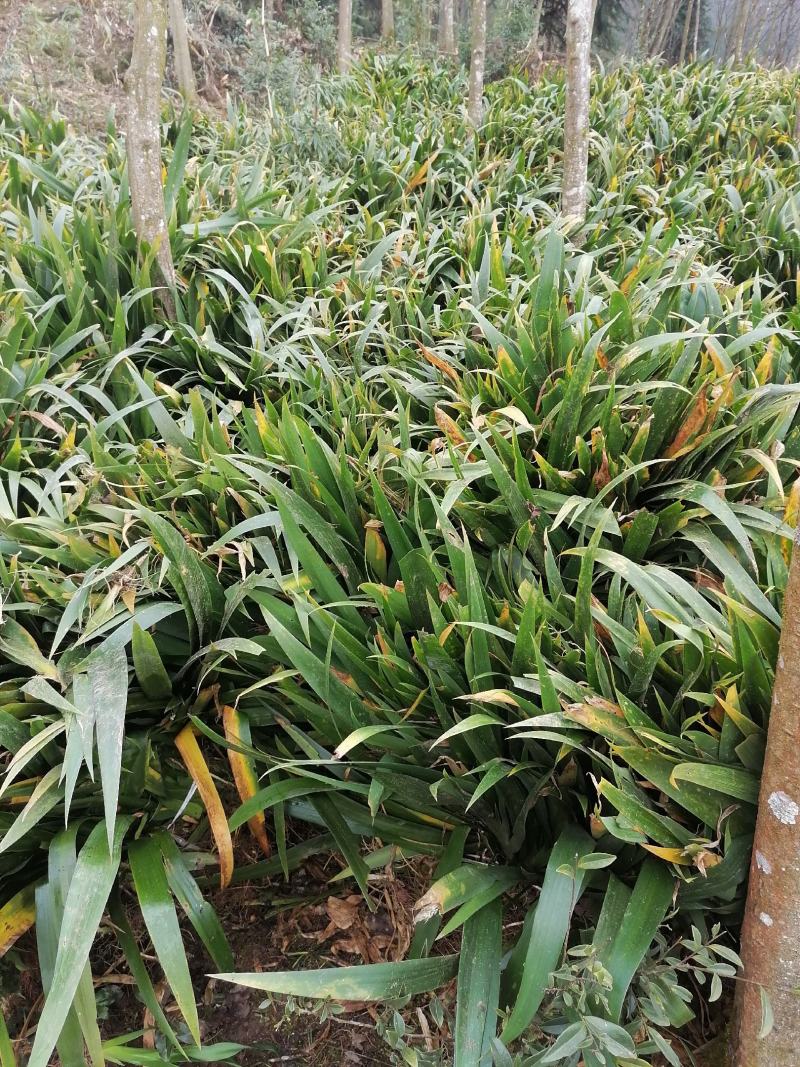 大量出售扁竹叶用于绿化