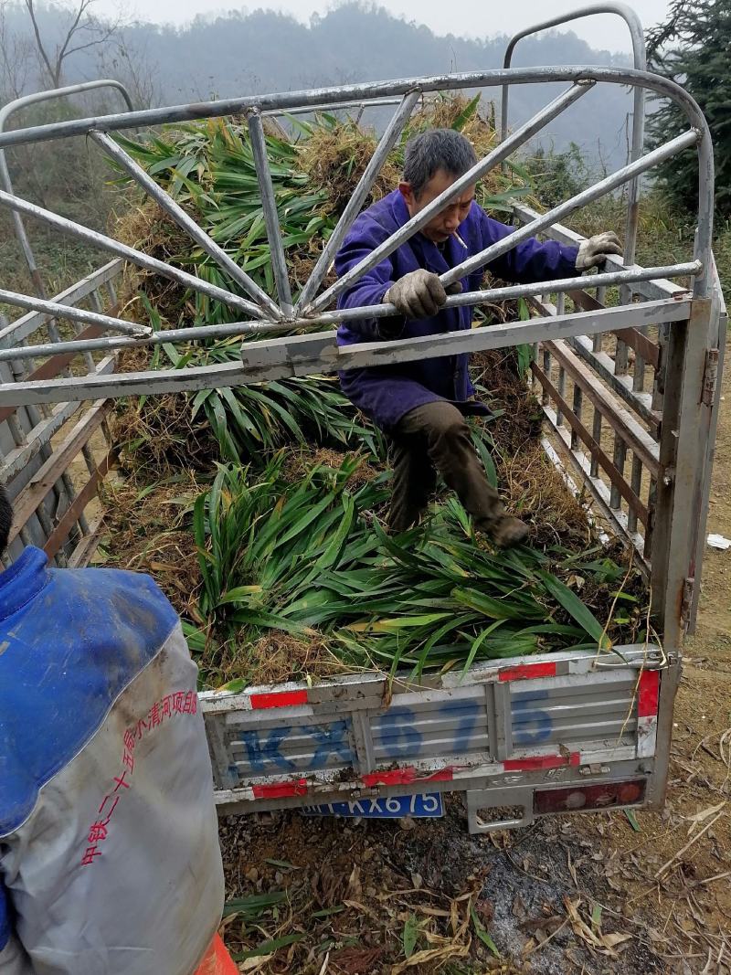 大量出售扁竹叶用于绿化