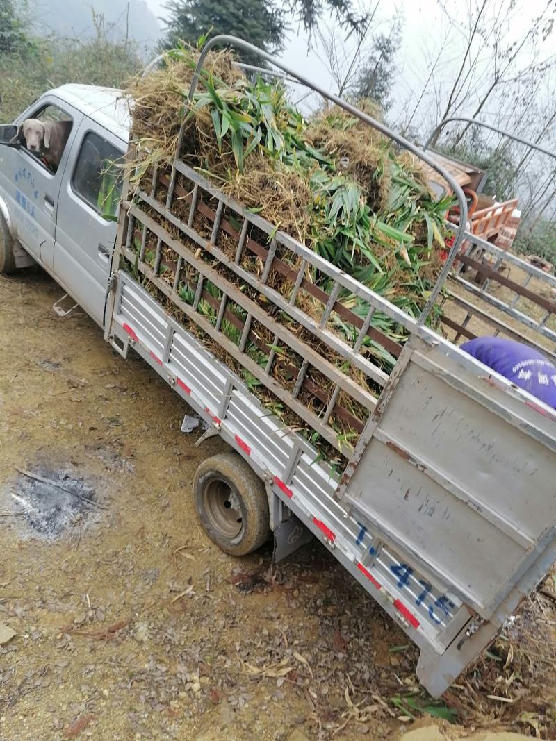 大量出售扁竹叶用于绿化