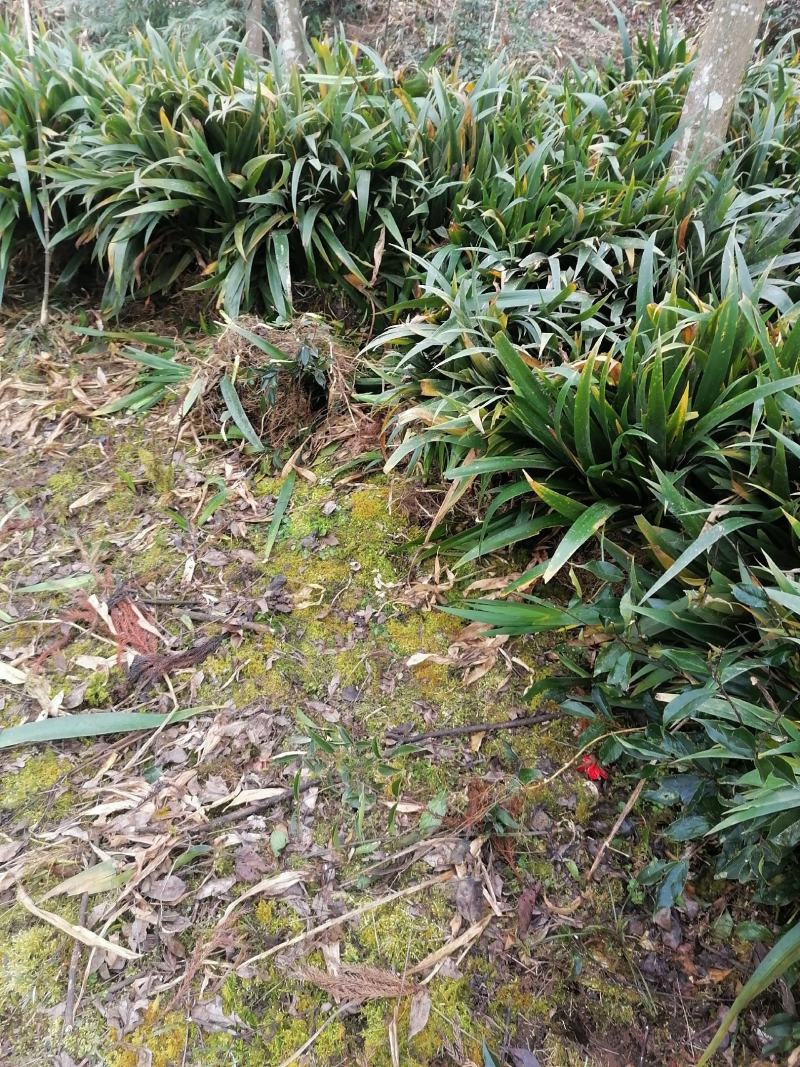 大量出售扁竹叶用于绿化