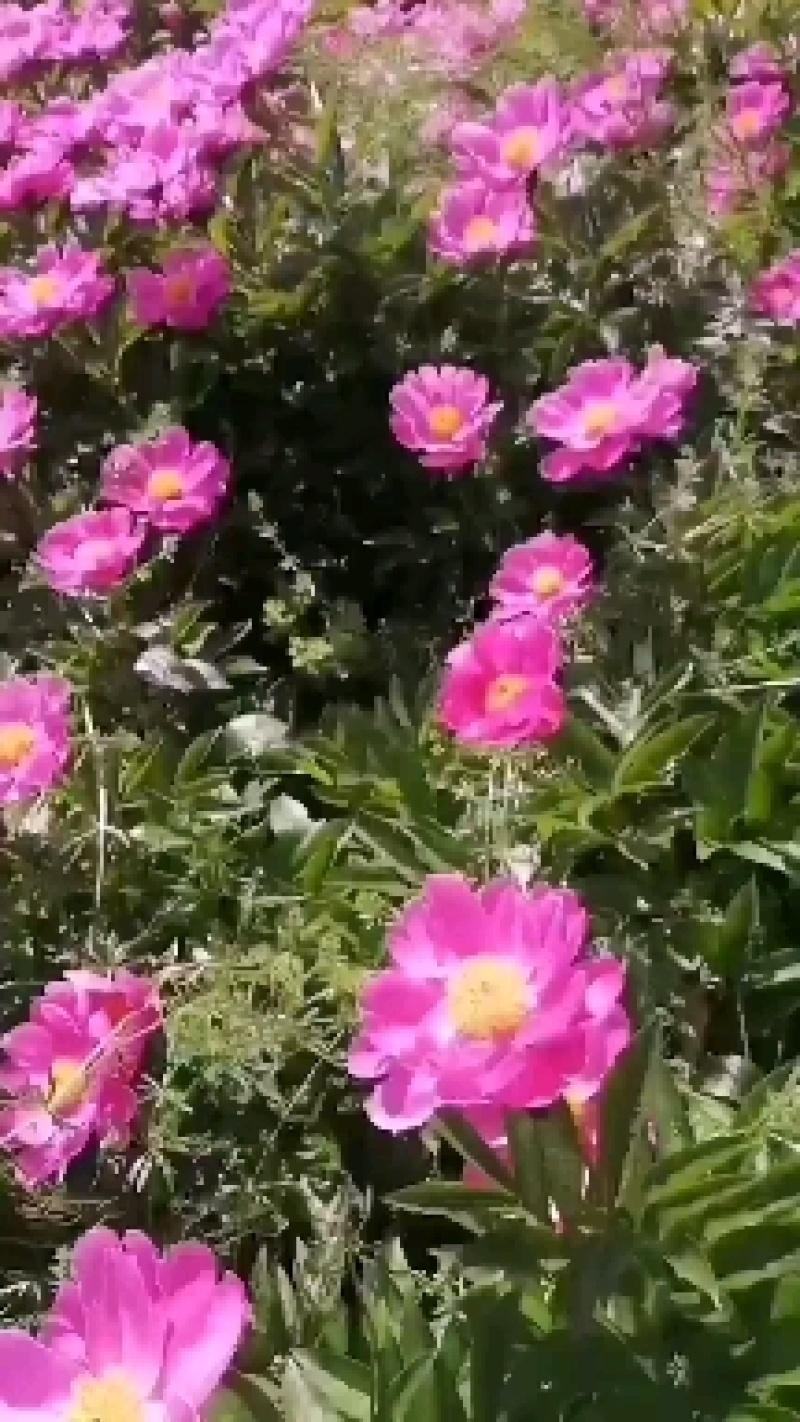 大量收购鲜白芍，4年以上无狗眼，产地不现，有货的请连系我
