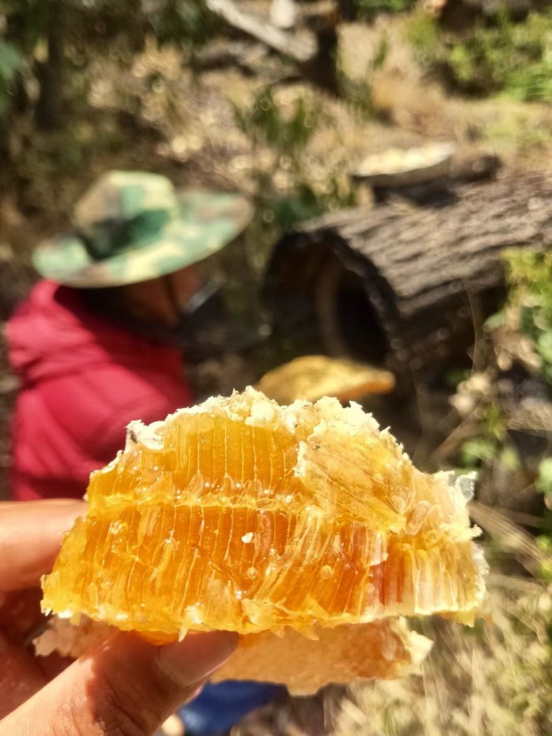 原生态野生蜂蜜，纯正野生土蜂蜜，现割现发