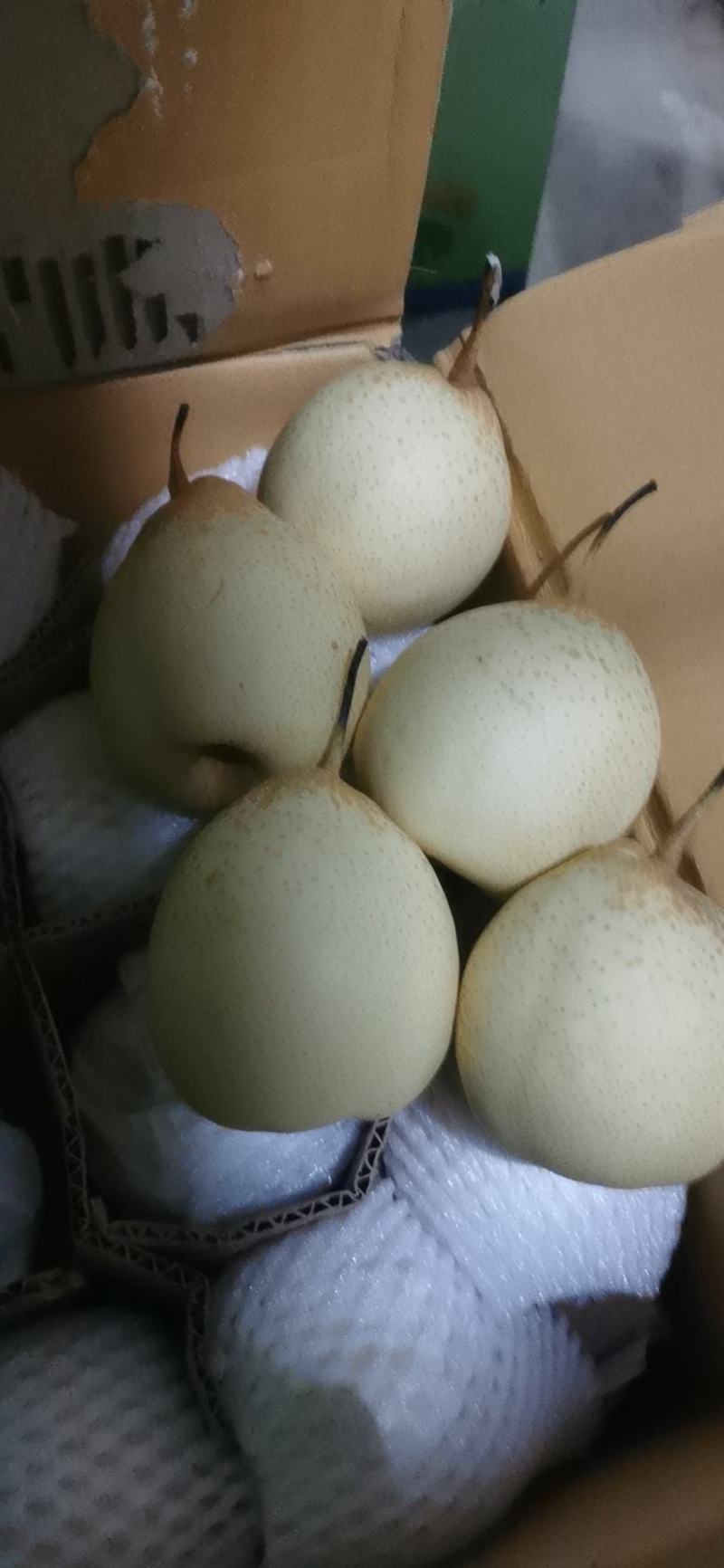 河北水晶鸭梨，鸭梨低价处理，各大冷库清仓大处理