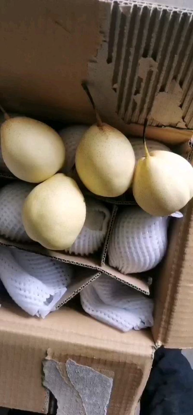 河北水晶鸭梨，鸭梨低价处理，各大冷库清仓大处理