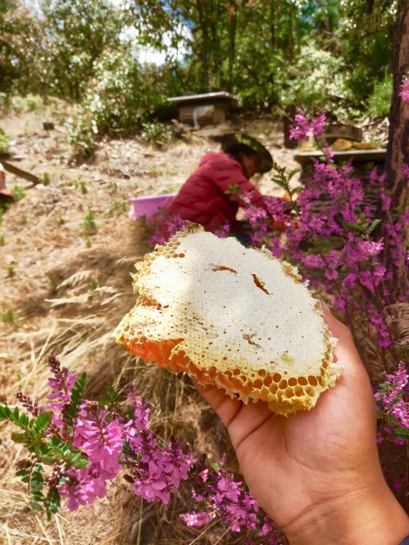 原生态野生蜂蜜，纯正野生土蜂蜜，现割现发