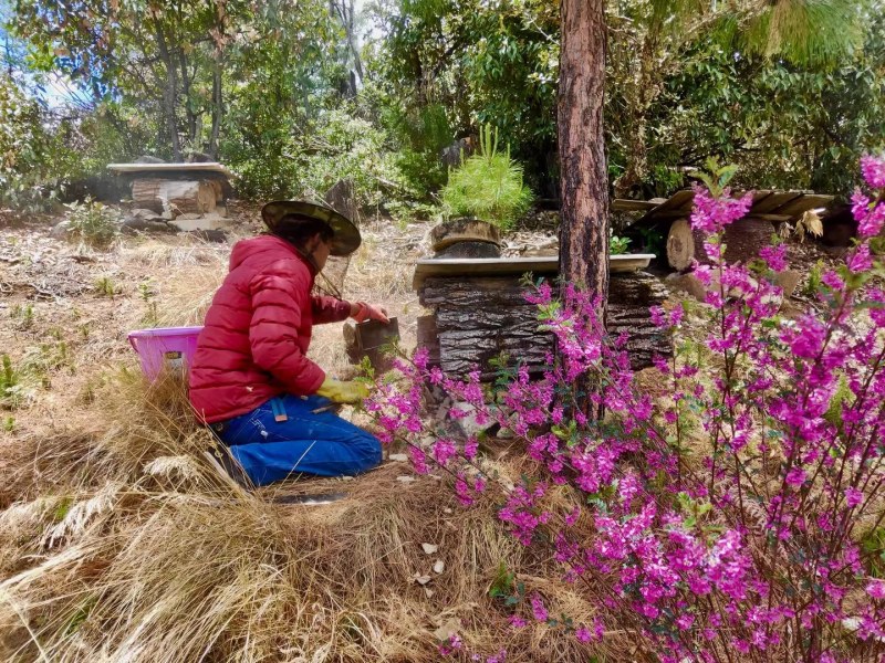 原生态野生蜂蜜，纯正野生土蜂蜜，现割现发