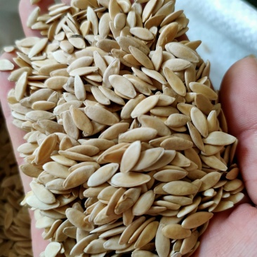 黄瓜子药食两用五谷磨房原料干净无杂质可打粉