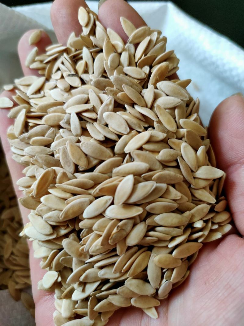 黄瓜子药食两用五谷磨房原料干净无杂质可打粉