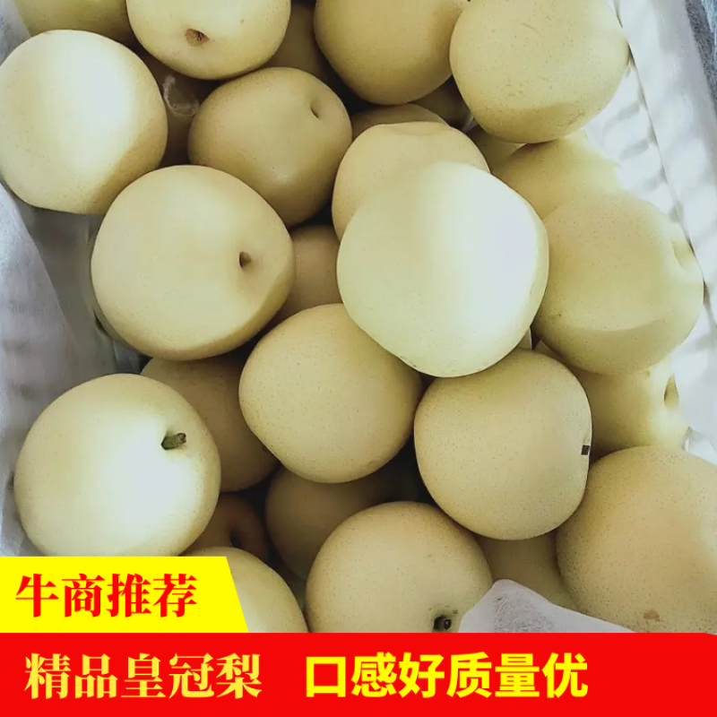 精品💛皇冠梨口感好质量优【赵县专业合作社】甜蜜上市中