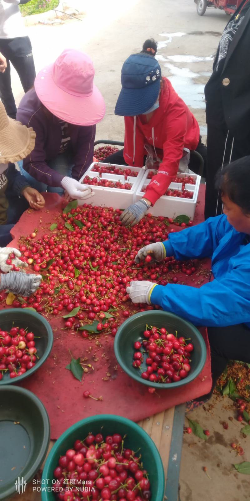 甘肃优质樱桃品种欢迎咨询可长期合作共赢.后期葡萄苹果