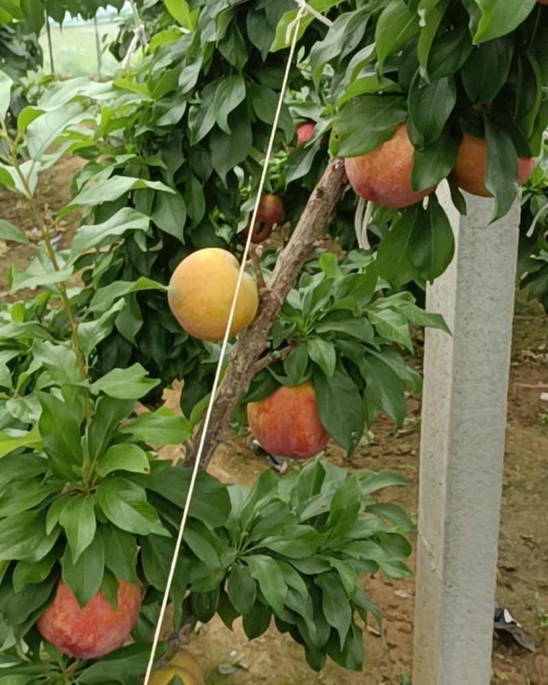 大量大红袍李子上市一手货源