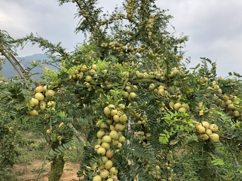 奶茶店专用油甘,工厂榨汁,源头产地，果量充足