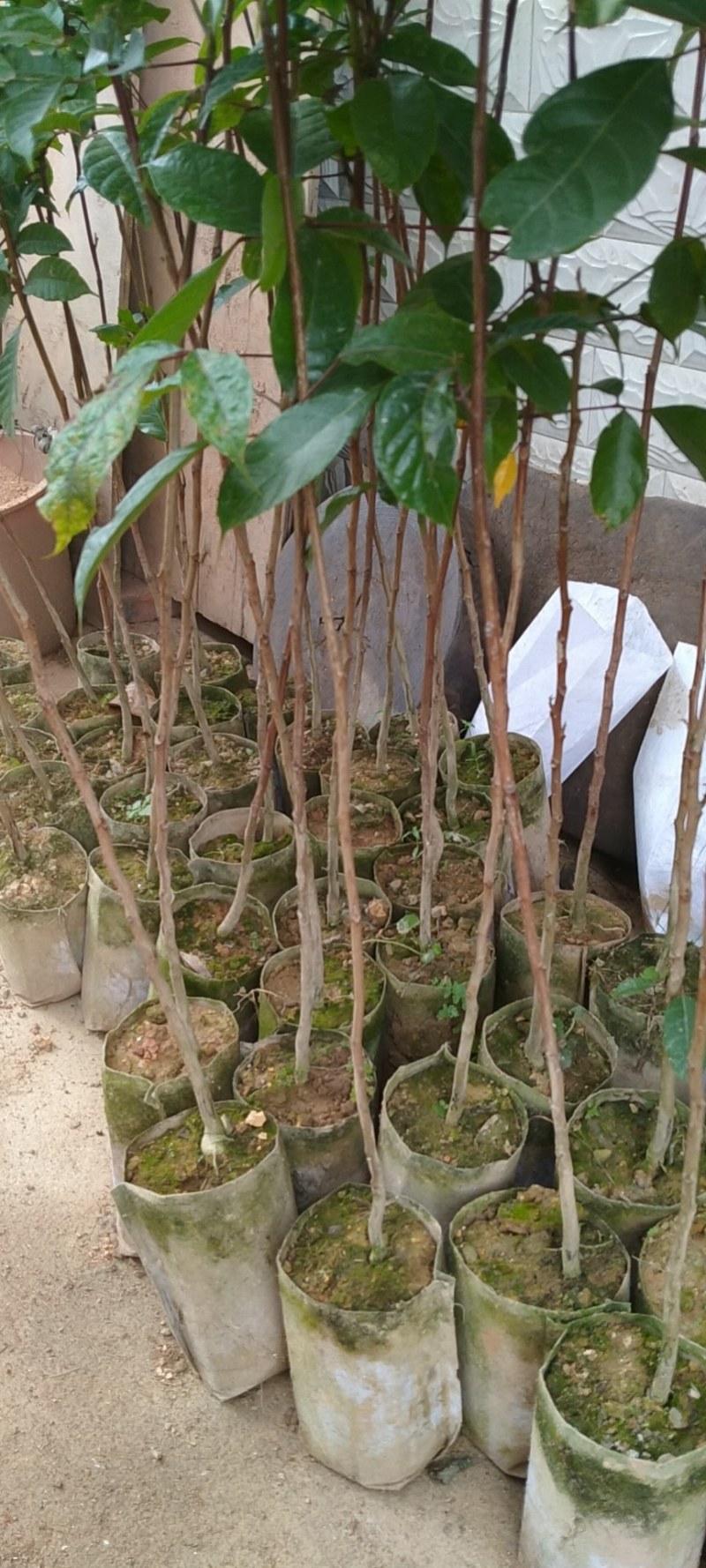 黑橄榄苗：有直生苗丶嫁接苗，品种正宗，价格实惠！量大批发