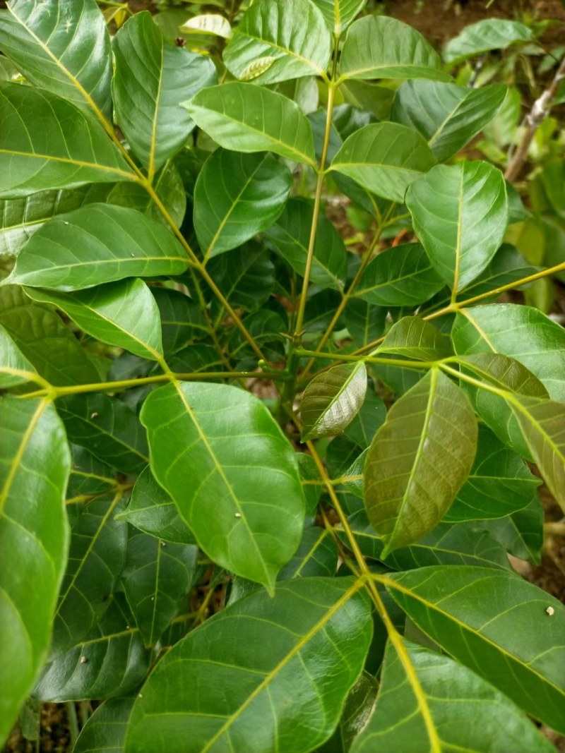 黑橄榄苗：有直生苗丶嫁接苗，品种正宗，价格实惠！量大批发
