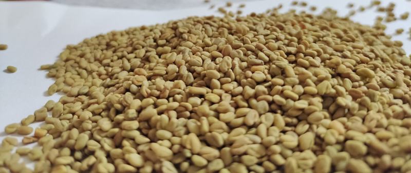 中药材芦巴子芦巴子葫芦巴苦豆子国产新货