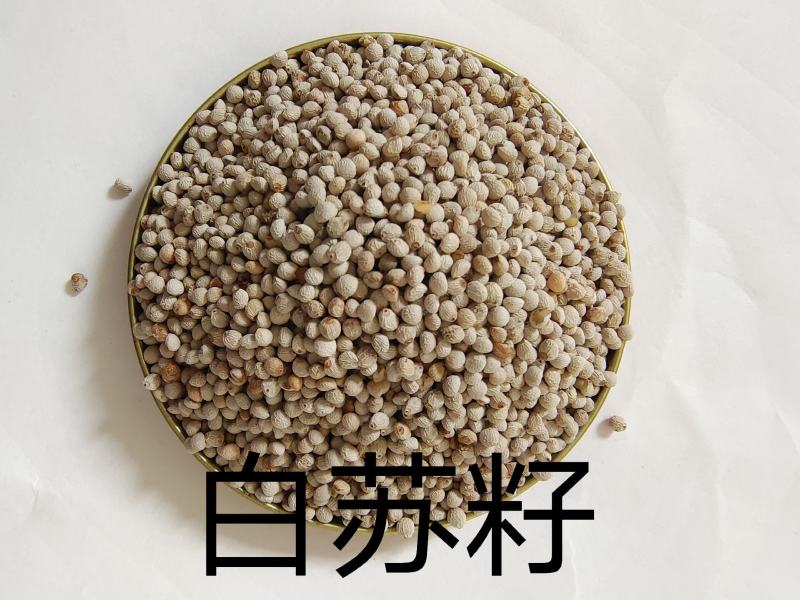 中药材白苏籽白苏子干净无杂。可零售批发。