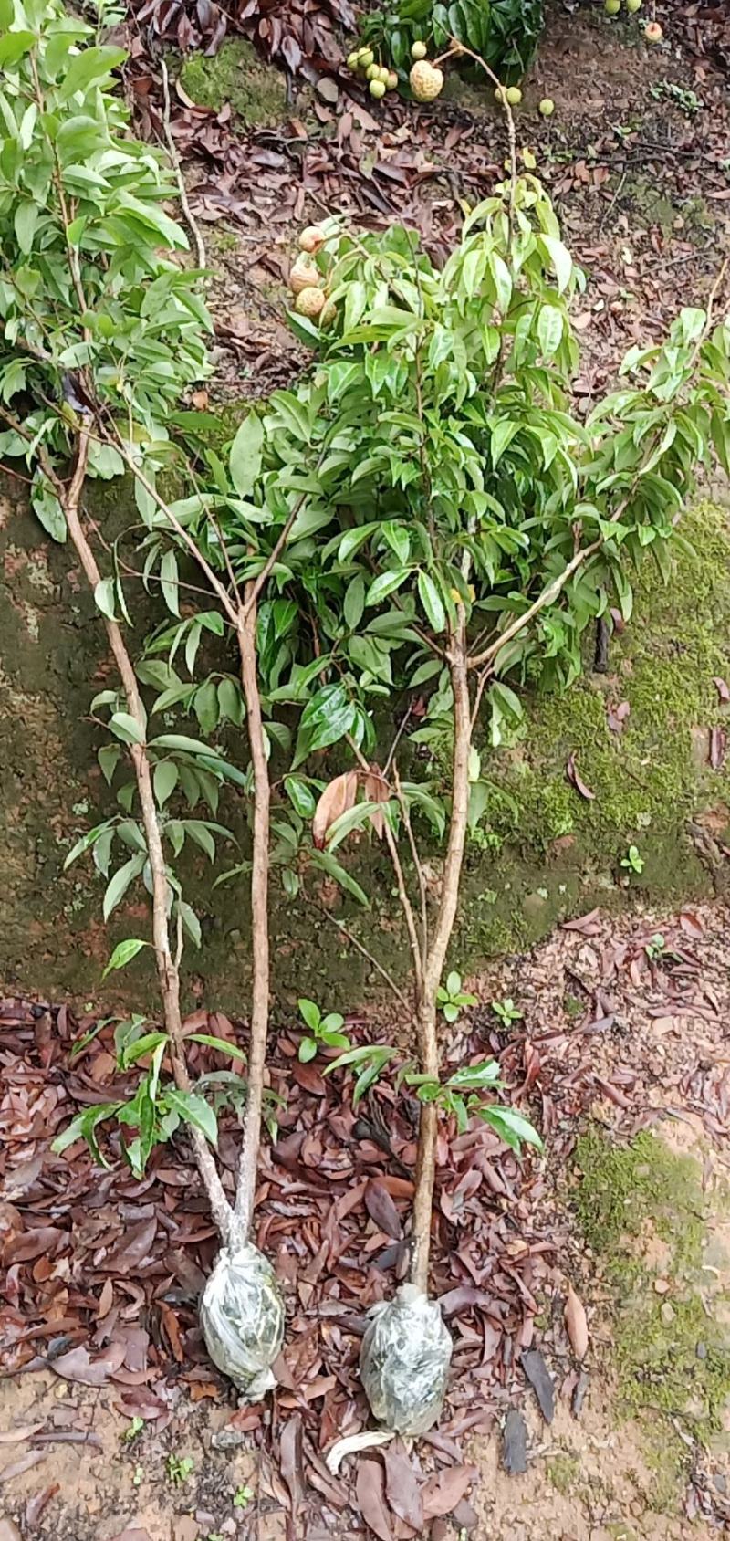 广西荔枝木苗仙进奉，冰荔，贡荔(情人荔)，桂味，