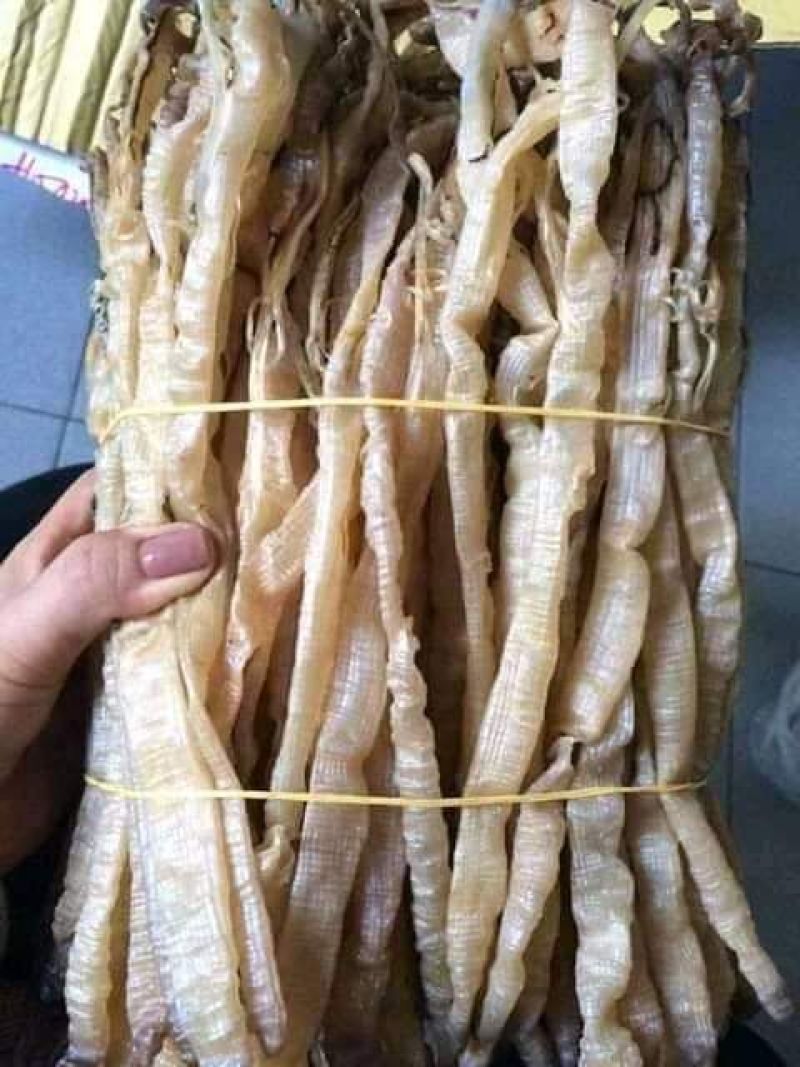 沙虫，