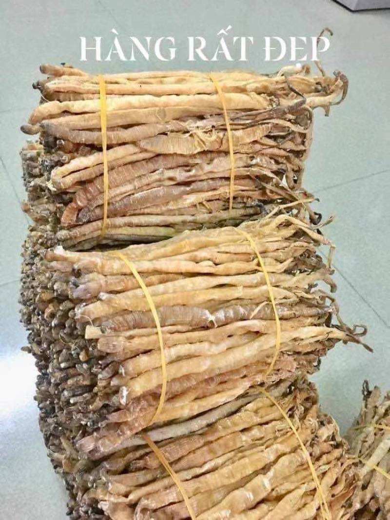 沙虫，
