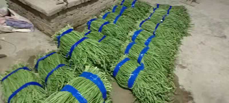 安徽宿州埇桥精品长豆角产地直发质量上乘欢迎来电订购