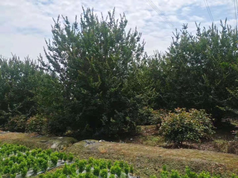 紫薇绿化苗木四川红花紫薇丛生紫薇基地供货