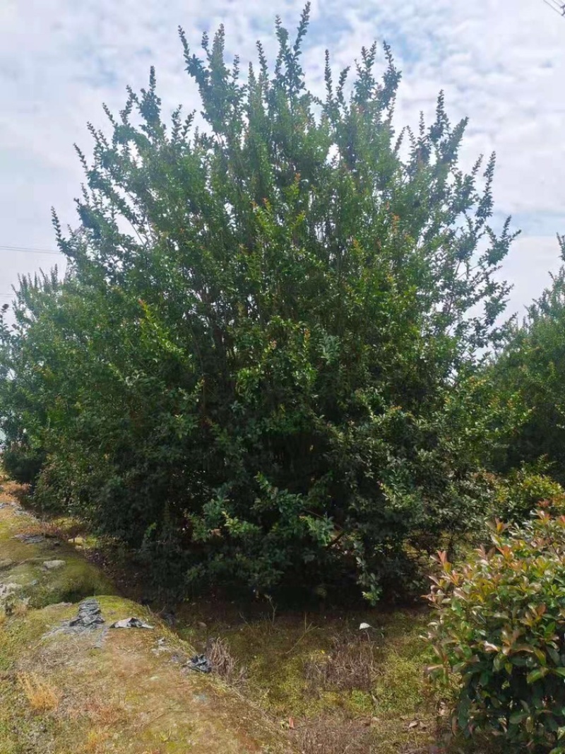 紫薇绿化苗木四川红花紫薇丛生紫薇基地供货