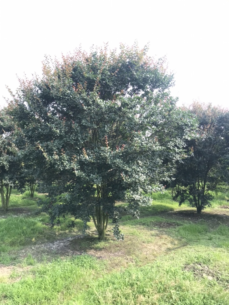 紫薇绿化苗木四川红花紫薇丛生紫薇基地供货