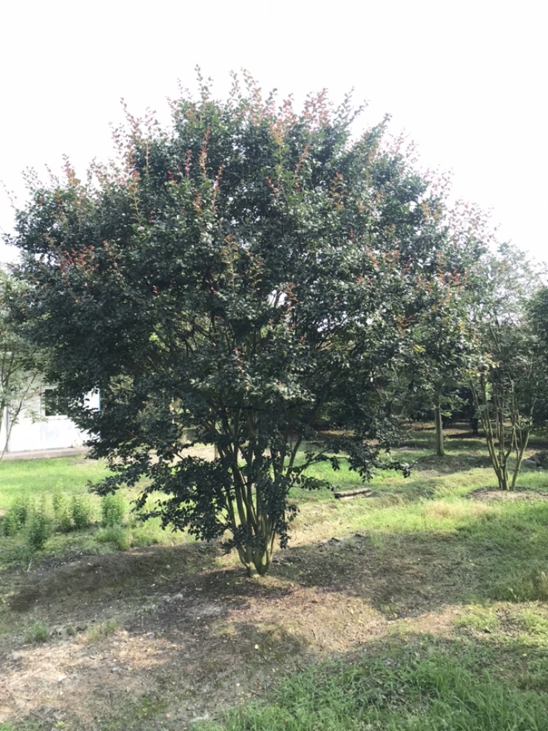 紫薇绿化苗木四川红花紫薇丛生紫薇基地供货