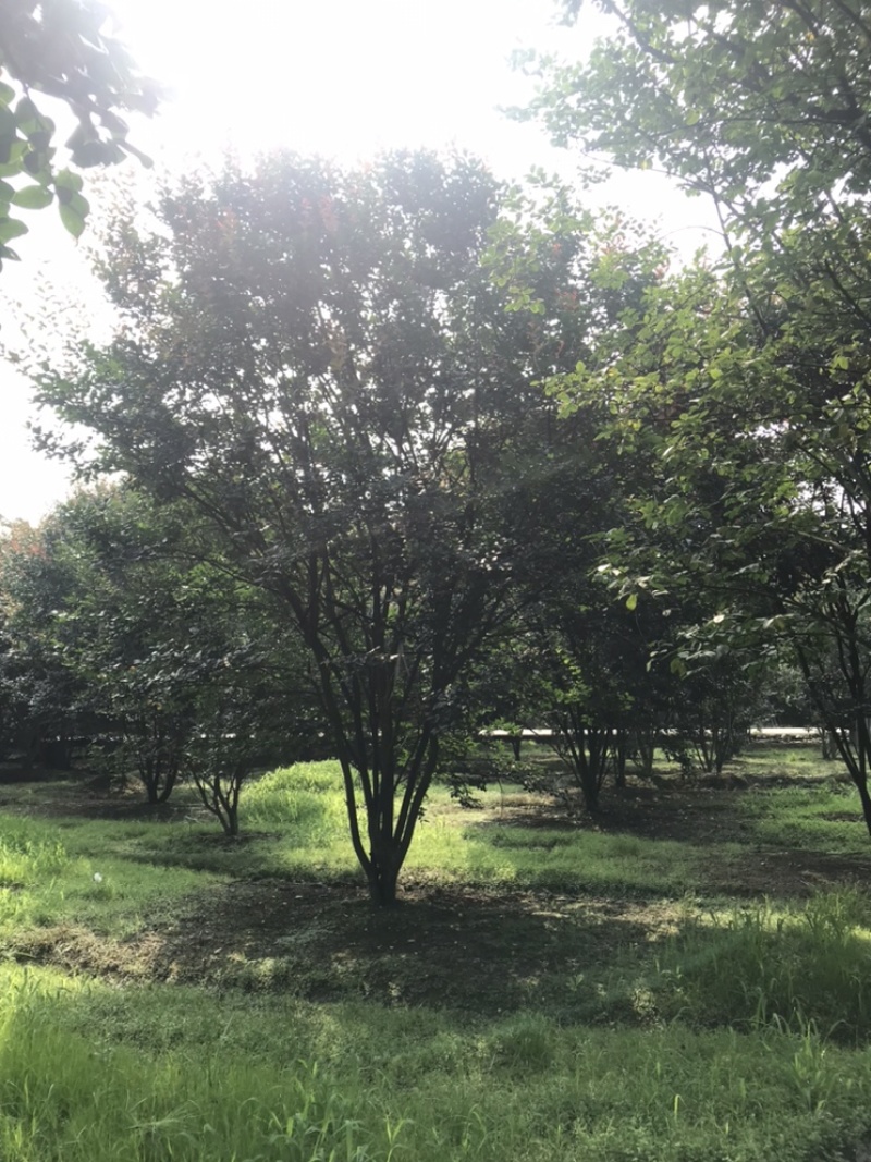 紫薇绿化苗木四川红花紫薇丛生紫薇基地供货